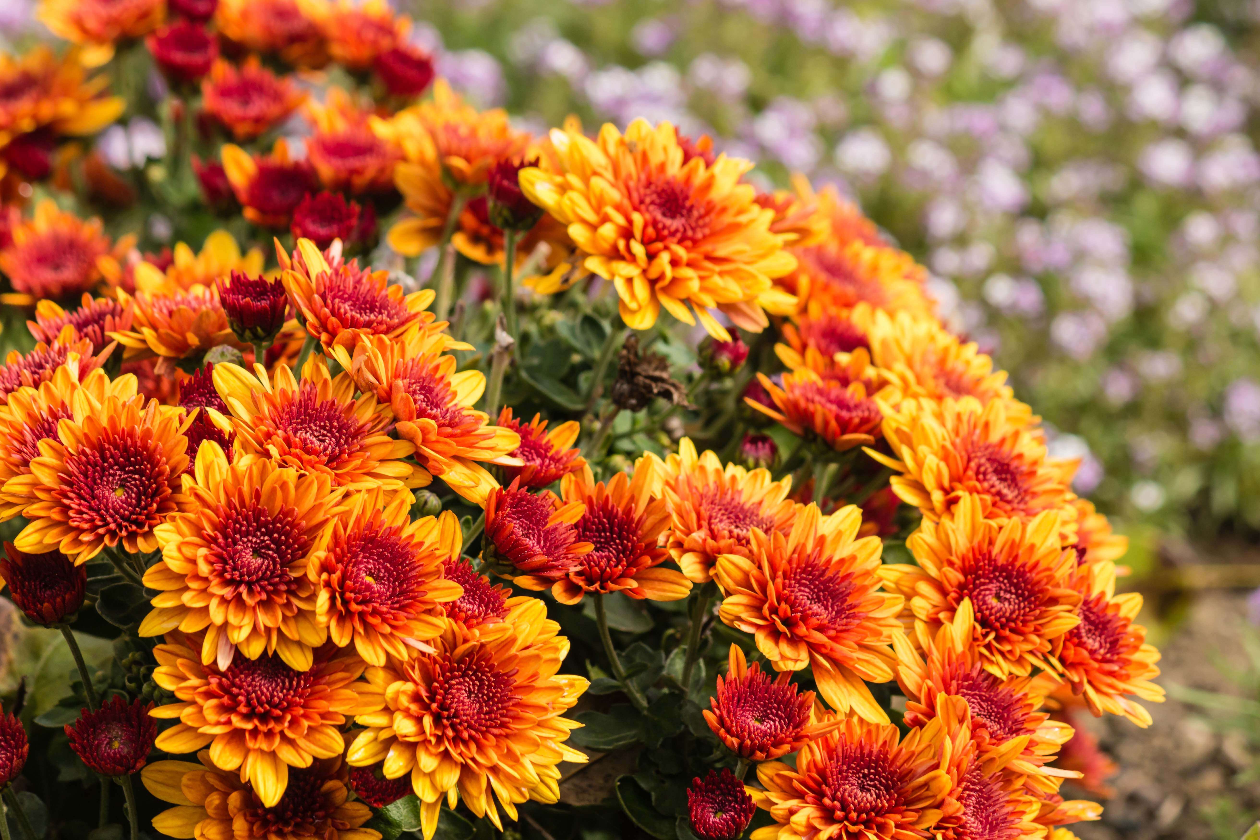 Gartenpflanzen Blumenboutique Grete